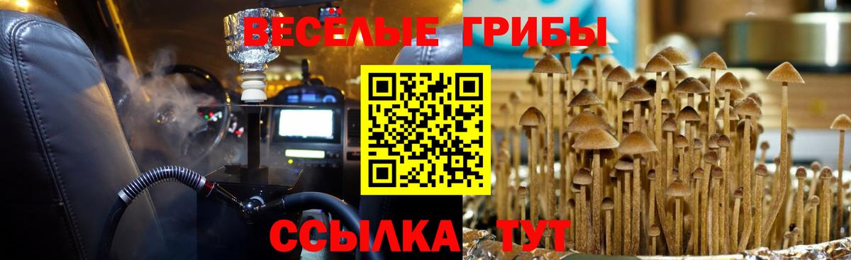 Галлюциногенные грибы Psilocybine cubensis Губаха